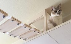 猫専門の建築士としての道に導いた、野良猫との2度の出会い