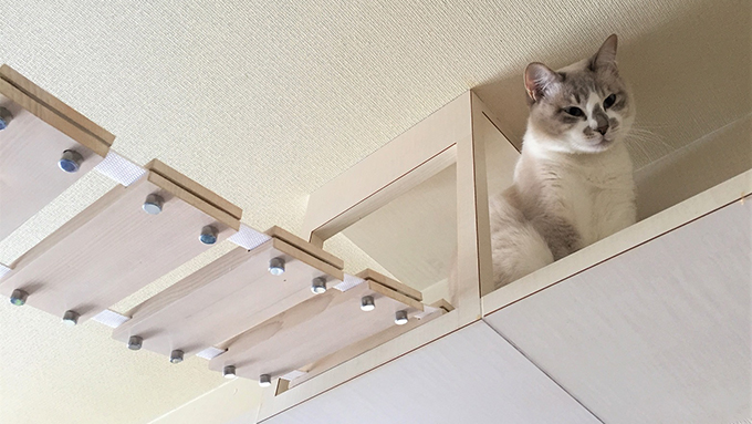 猫専門の建築士としての道に導いた 野良猫との2度の出会い ニッポン放送 News Online