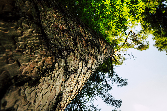 天に一番近い木「ハイペリオン」　その高さは何メートル？