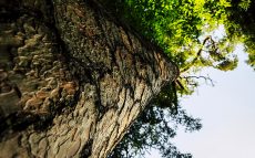 天に一番近い木「ハイペリオン」　その高さは何メートル？