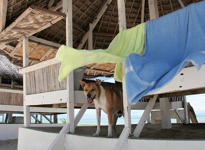 ビサヤ犬 イヌ 犬 いぬ フィリピン セブ島