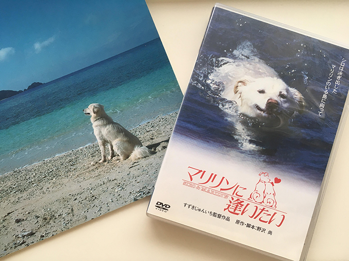 恋人に会うため3キロ泳ぐ犬 映画 マリリンに逢いたい のモデル犬の孫に逢いたい ニッポン放送 News Online