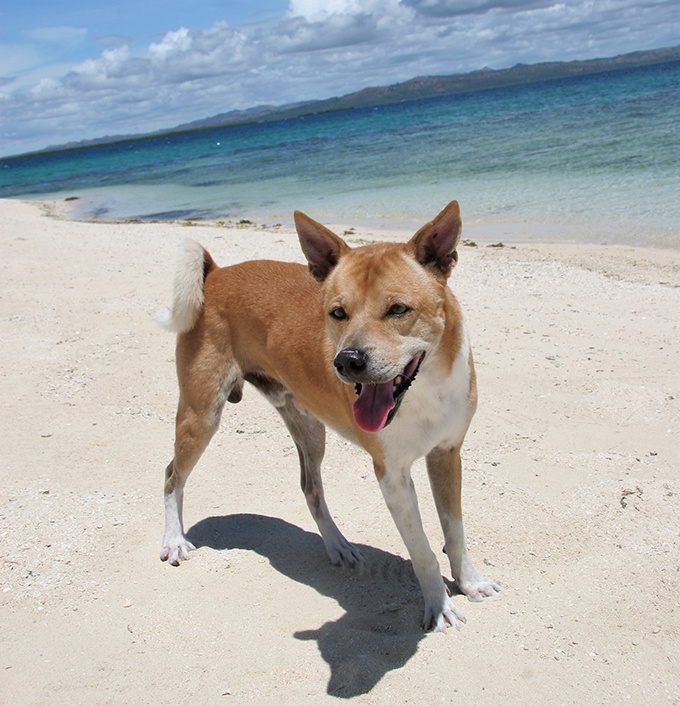 ビサヤ犬 イヌ 犬 いぬ フィリピン セブ島