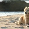 恋人に会うため3キロ泳ぐ犬、映画『マリリンに逢いたい』のモデル犬の孫に逢いたい！