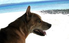 フィリピンの“ビサヤ犬”の自由で豊かな南の島ライフ