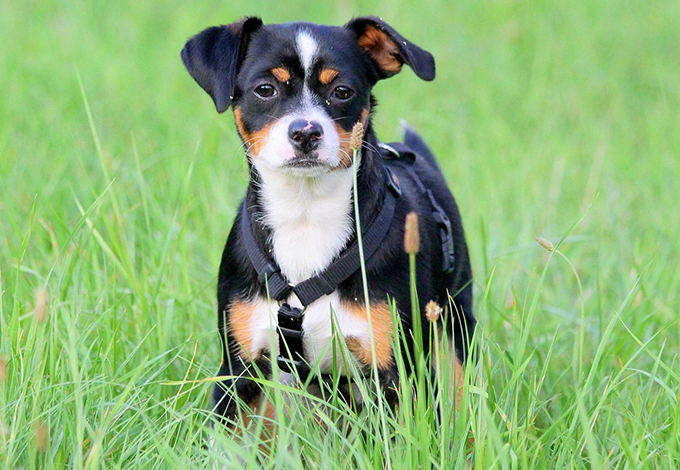 犬を飼う新たな選択肢 保護犬を引き取る 方法とシニアの犬飼育の実態 ニッポン放送 News Online