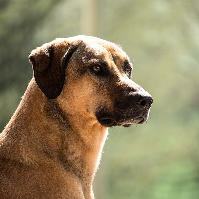 犬を飼う新たな選択肢　“保護犬を引き取る”方法とシニアの犬飼育の実態