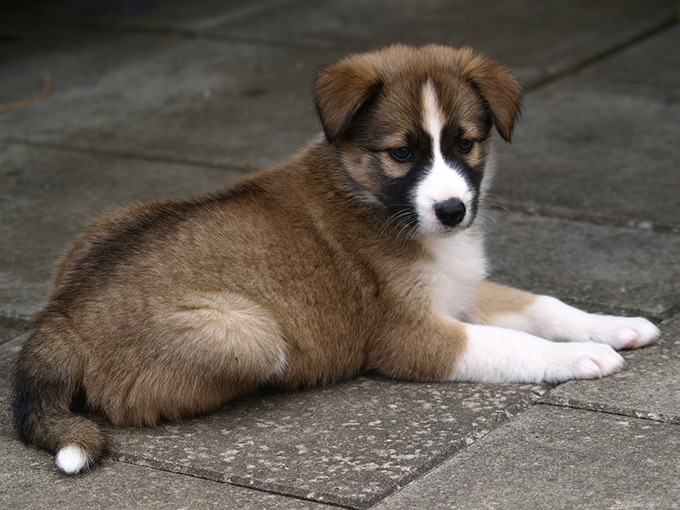 犬を飼う新たな選択肢 保護犬を引き取る 方法とシニアの犬飼育の実態 ニッポン放送 News Online