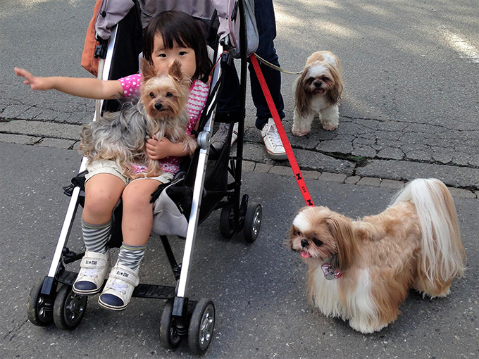 失明しかけた愛犬と獣医師との 運命の出会いと2年間の闘病秘話 ニッポン放送 News Online