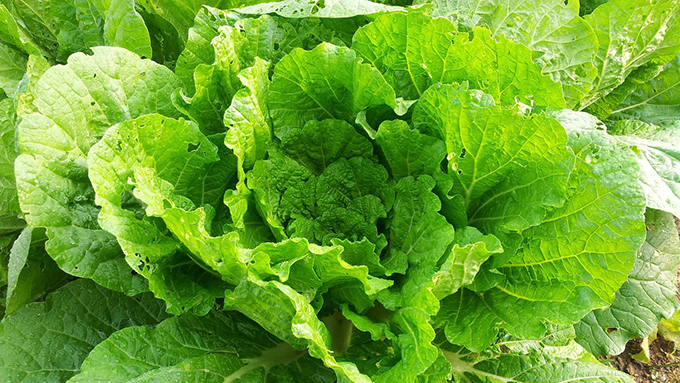 意外と歴史の浅いハクサイ 丸くないハクサイって ニッポン放送 News Online