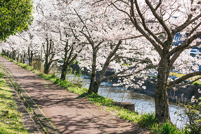 奈良時代にお花見といえば桜ではなく別の花だった ニッポン放送 News Online