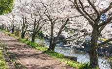 奈良時代にお花見といえば桜ではなく別の花だった！