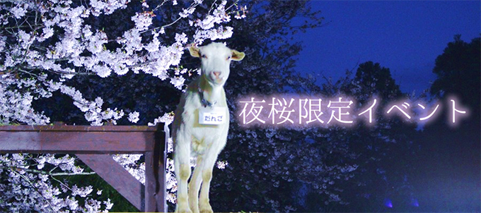 夜桜 イベント 成田 ゆめ牧場