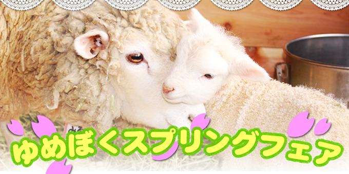 在庫あり 眠れない羊 2014年版 DVD observajep.com
