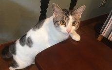殺処分寸前の半身麻痺の子猫が、保護猫カフェの看板“美猫”に！