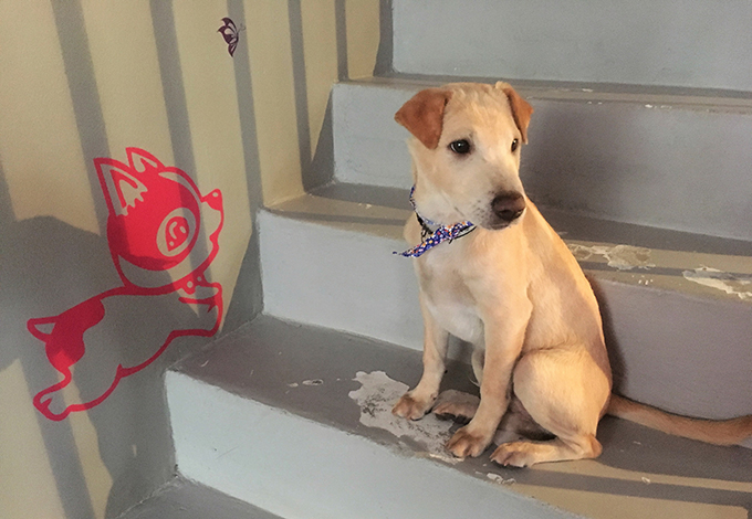 地域犬や放し飼い犬からコスプレ犬まで タイの犬の興味深い生活 ニッポン放送 News Online