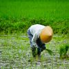 田植えは、北海道より九州のほうが遅いのはなぜ？