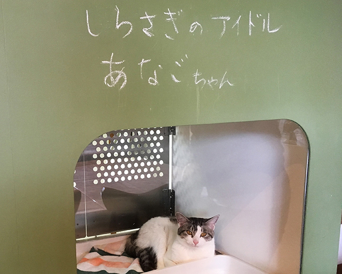 殺処分寸前の半身麻痺の子猫が 保護猫カフェの看板 美猫 に ニッポン放送 News Online