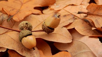 縄文時代にクッキーがつくられていた？　縄文クッキーの謎