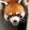 昔はパンダだったのに…レッサーパンダの切ないエピソード集