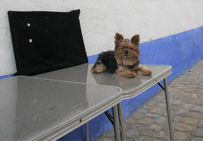 ポルトガル 犬 いぬ イヌ オビドス 協会 看板犬 露店