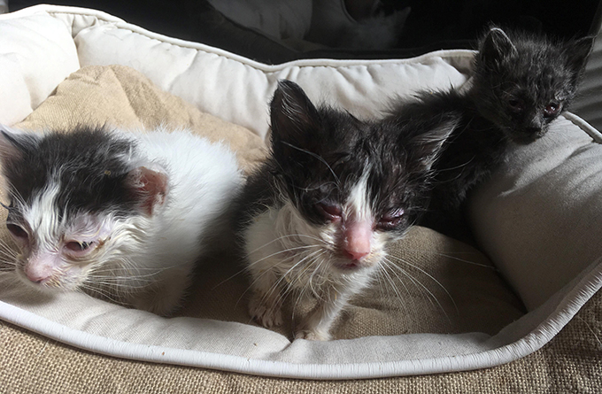 ミルクボランティア 保護猫 赤ちゃん 子猫 仔猫 ねこ ネコ 猫 愛猫 新生児眼炎 病気 炎症