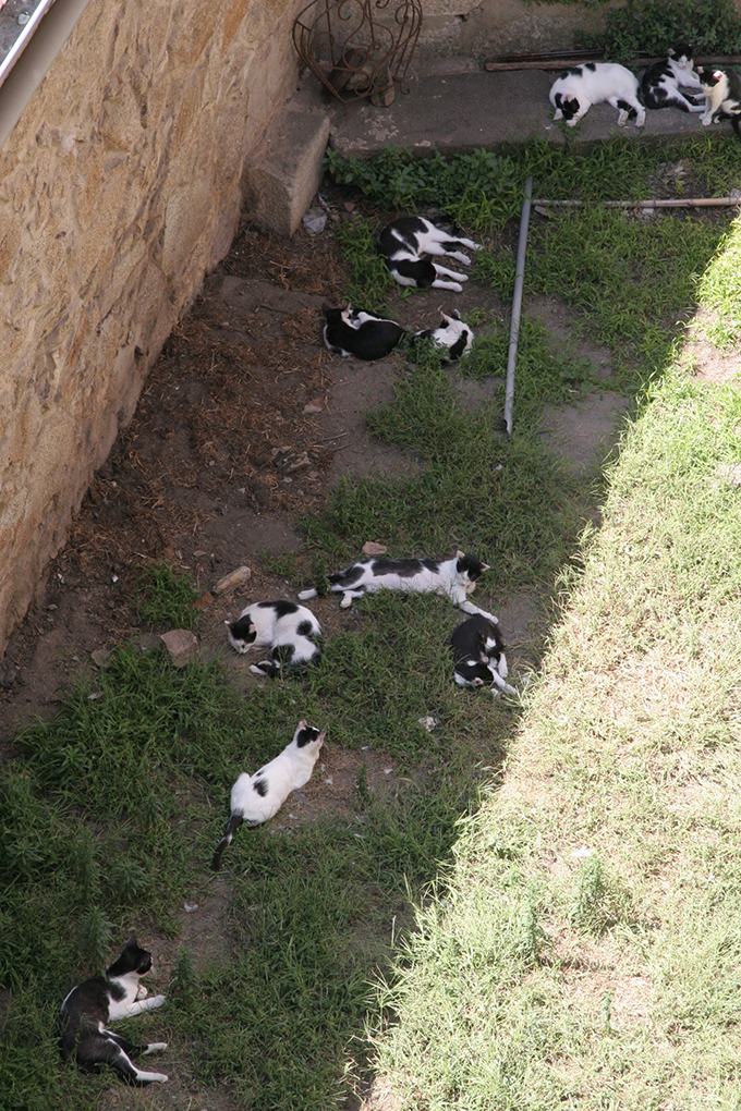 ポルトガル ネコ 猫 ねこ 白黒 多頭 たくさん オセロ 五目並べ