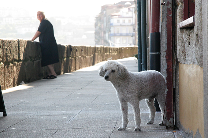 ポルトガル 犬 いぬ イヌ 愛犬 リスボン 看板犬