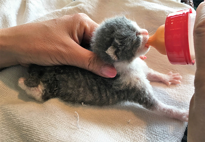 病弱な子猫のミルクボランティアに尽力 ママ獣医の奮闘記vol 2 ニッポン放送 News Online