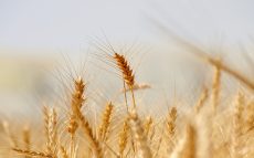 小麦と大麦が『小』『大』に分けられたおもしろい由来