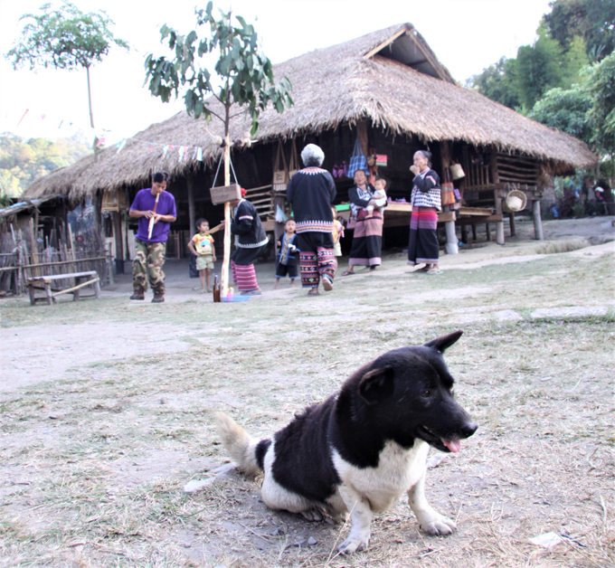 タイ 少数民族 犬 愛犬 いぬ イヌ アジア