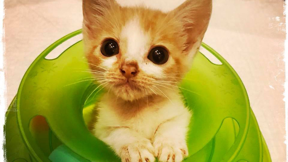成長しない手の平サイズの病猫を家族に ミルクボランティアの決意 ニッポン放送 News Online