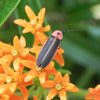 ホタルのせつない豆知識　成虫になったら何も食べずに命が尽きる