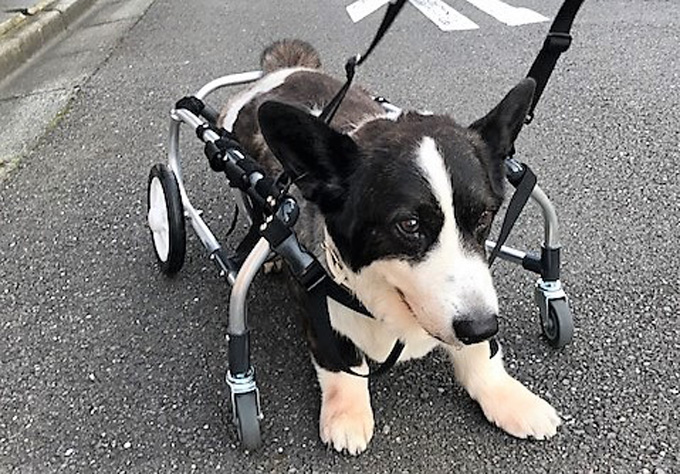 車椅子が愛犬と家族を笑顔に！ シニア犬の闘病記と挑戦記 – ニッポン放送 NEWS ONLINE