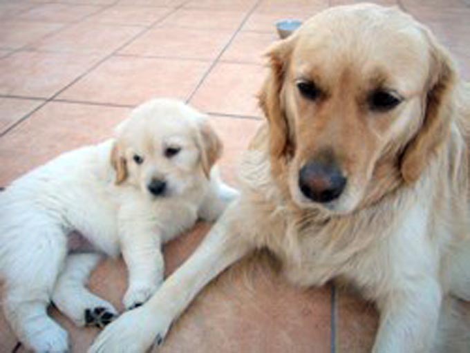犬 いぬ イヌ ペット トルコ 野犬 セラピー犬 保護 うつ病 自閉症