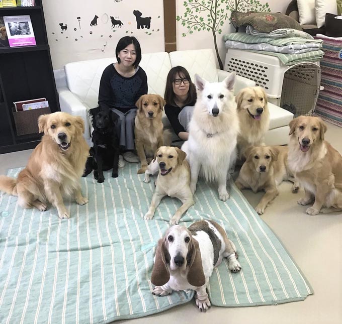 トルコの野犬に導かれ、日本でセラピー犬と触れ合える場所を開設！ ニッポン放送 NEWS ONLINE