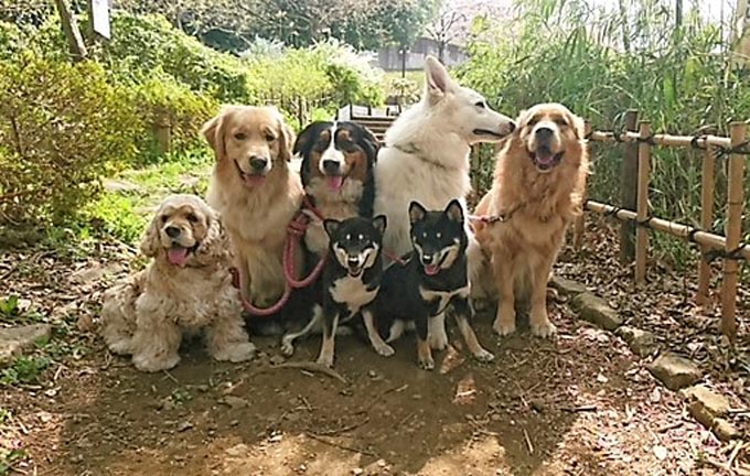 犬 いぬ イヌ ペット トルコ 野犬 セラピー犬 保護 うつ病 自閉症