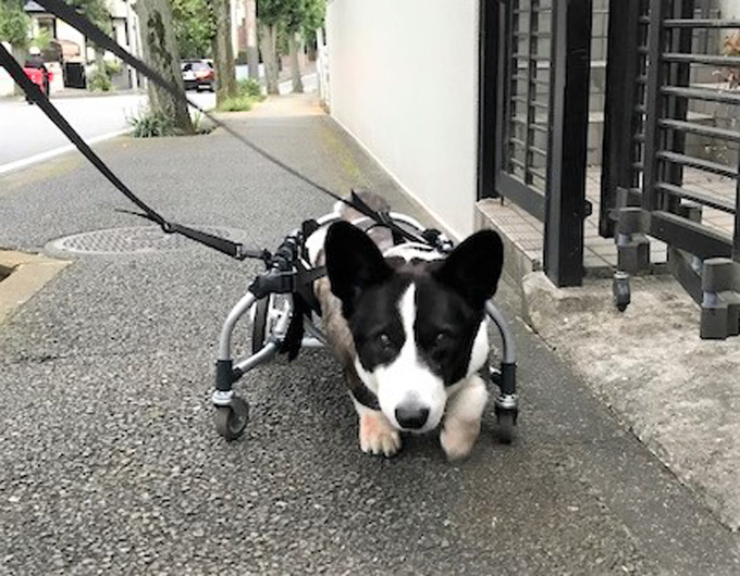 コーギー 車椅子 犬用 ドッグラン ペットロス いぬ 犬 イヌ ペット 犬専用