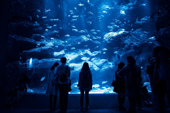 水族館が暗いのは、魚を思いやる知恵と工夫のマジック