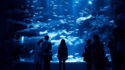 水族館が暗いのは、魚を思いやる知恵と工夫のマジック