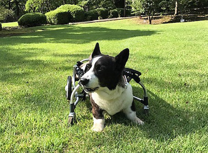 コーギー 車椅子 犬用 ドッグラン ペットロス いぬ 犬 イヌ ペット 犬専用