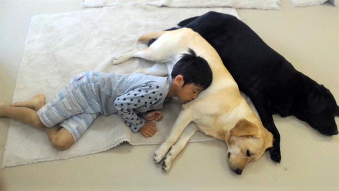 トルコの野犬に導かれ、日本でセラピー犬と触れ合える場所を開設！ ニッポン放送 NEWS ONLINE