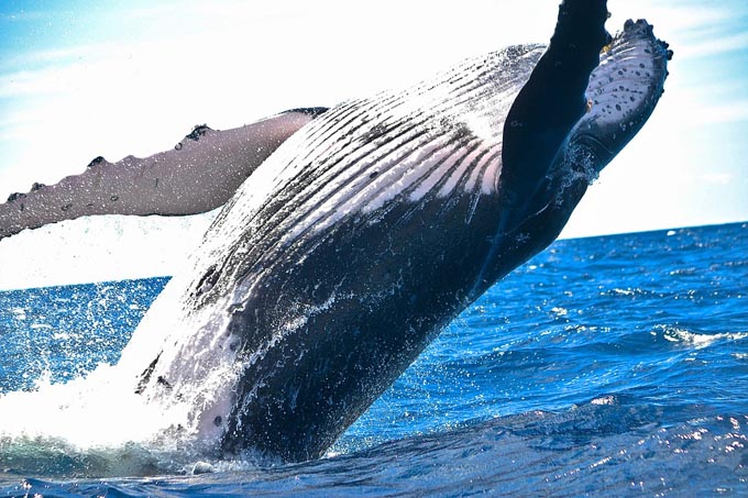 クジラは水分を海から摂れない～オキアミを餌に選んだ理由
