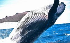 クジラは水分を海から摂れない～オキアミを餌に選んだ理由