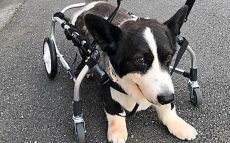 車椅子が愛犬と家族を笑顔に！　シニア犬の闘病記と挑戦記