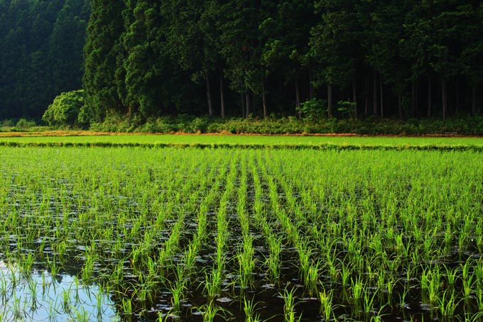 日本の土は酸性で作物が育ちにくい 縁の下の力持ち 水田 ニッポン放送 News Online