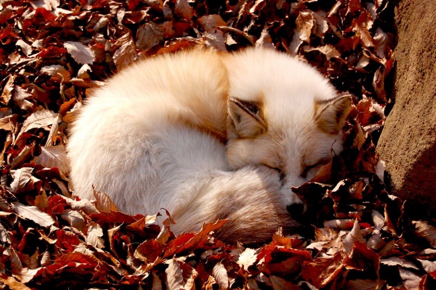 キツネの究極の可愛い姿「キツネパン」 – ニッポン放送 NEWS ONLINE