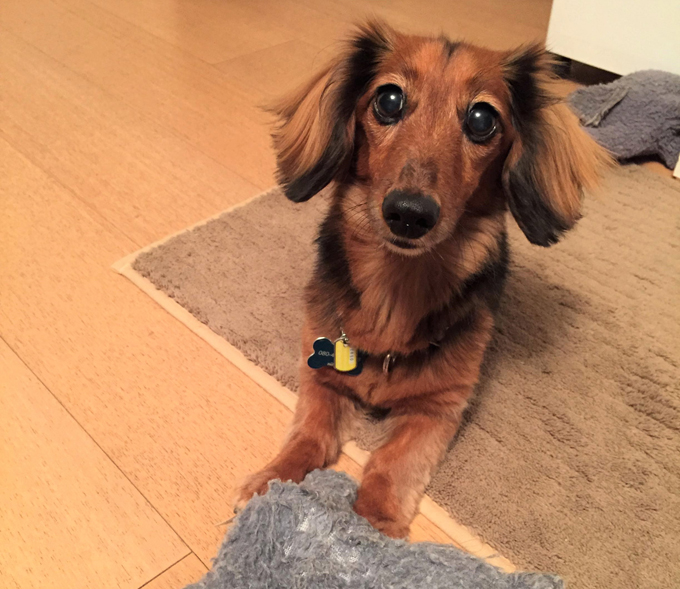 週末は保護犬のボランティアトリマー 40歳からの 平日企業人の新たな挑戦 ニッポン放送 News Online