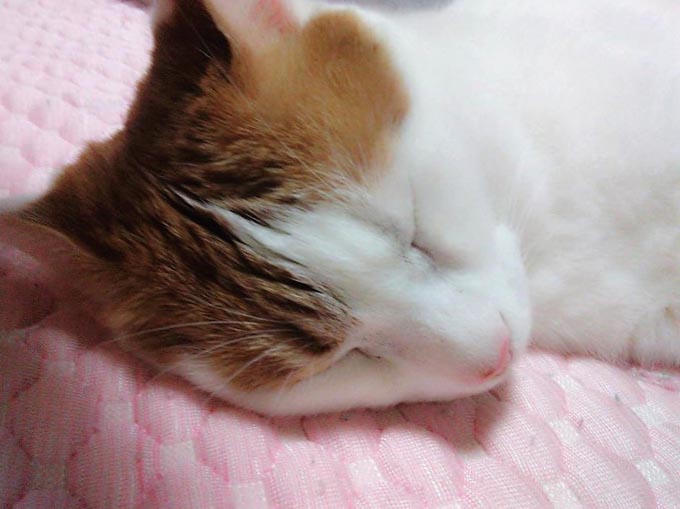 倉敷市内 倉敷 トリミングサロン ペット 被災 西日本豪雨 避難 猫 ネコ 犬
