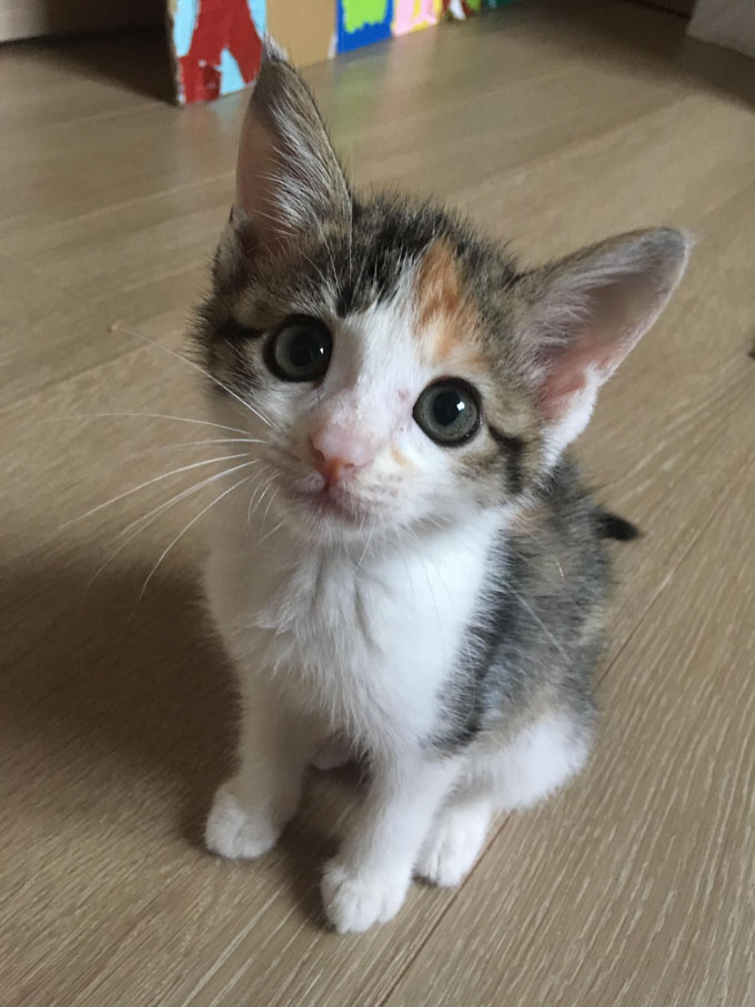 感染症に勝った奇跡の子猫 ママ獣医師のミルクボランティア奮闘記 ニッポン放送 News Online